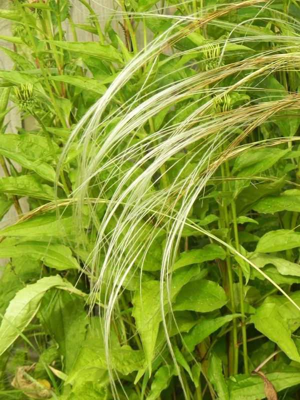 Stipa barbata