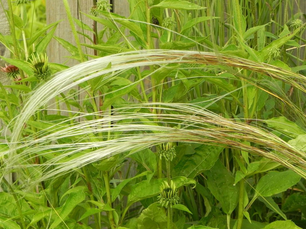 Stipa barbata