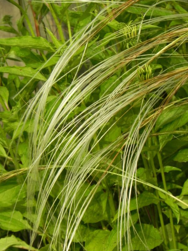 Stipa barbata