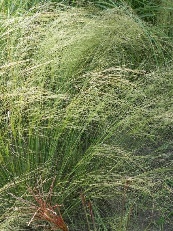 Stipa capillata