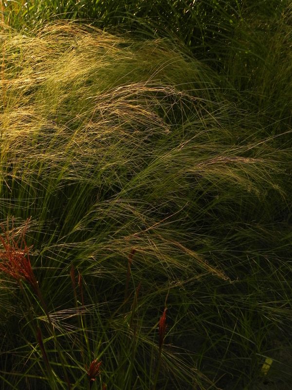 Stipa capillata