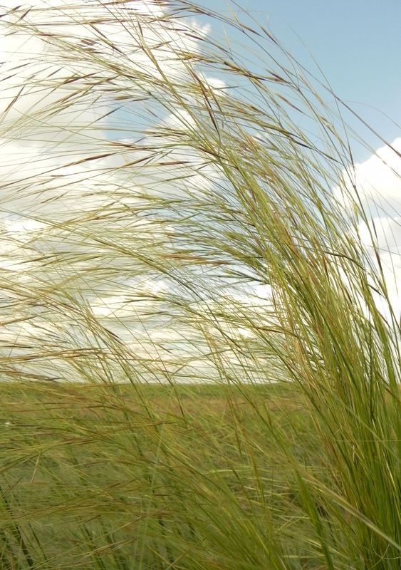 Stipa capillata