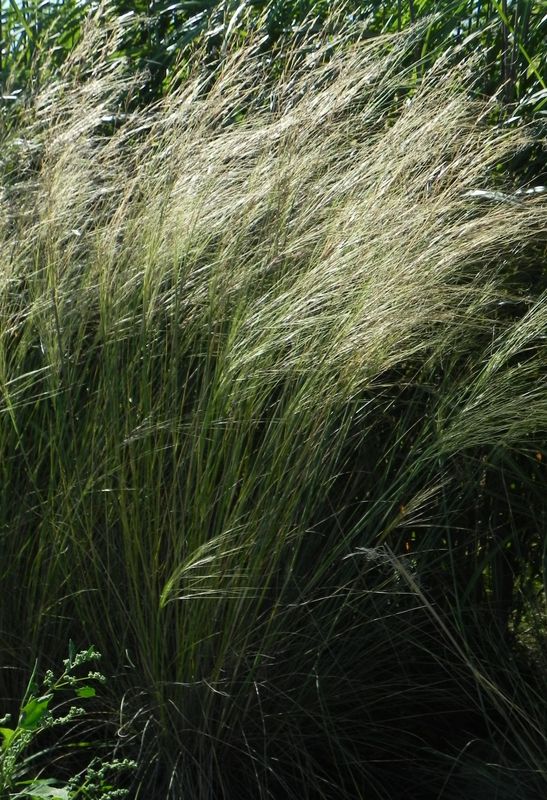 Stipa capillata