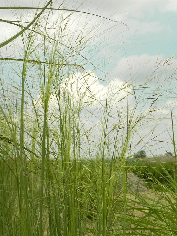 Stipa capillata