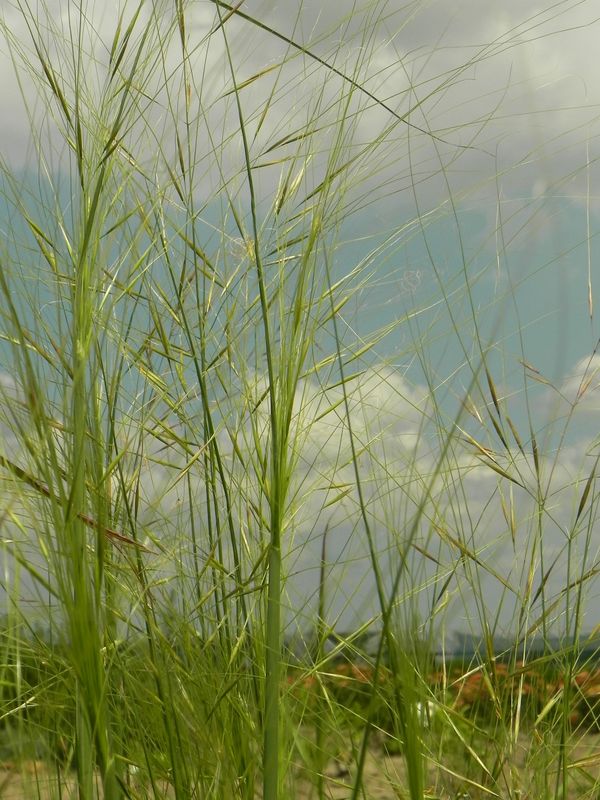 Stipa capillata