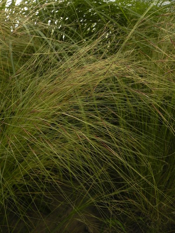 Stipa capillata