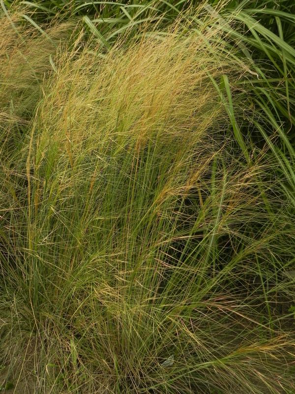 Stipa capillata