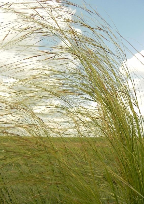 Stipa capillata