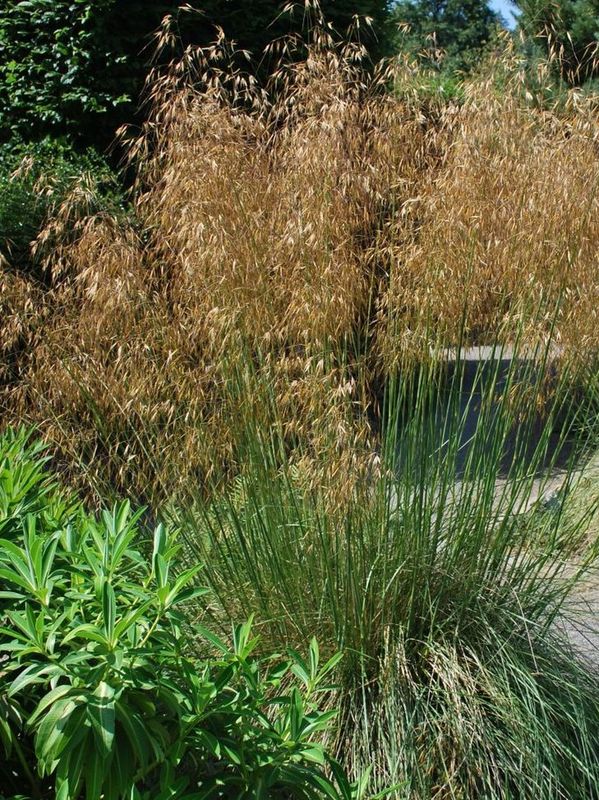 Stipa gigantea