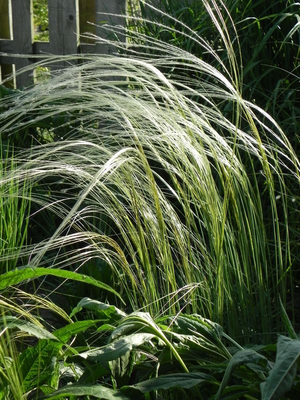 Stipa joannis