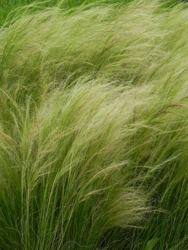 Stipa tenuissima ‘Pony Tails’