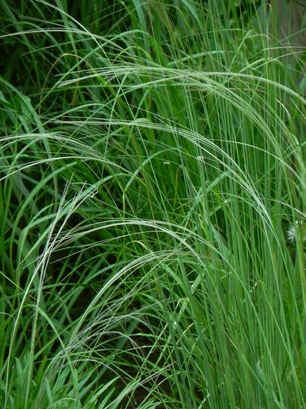 Stipa tirsa