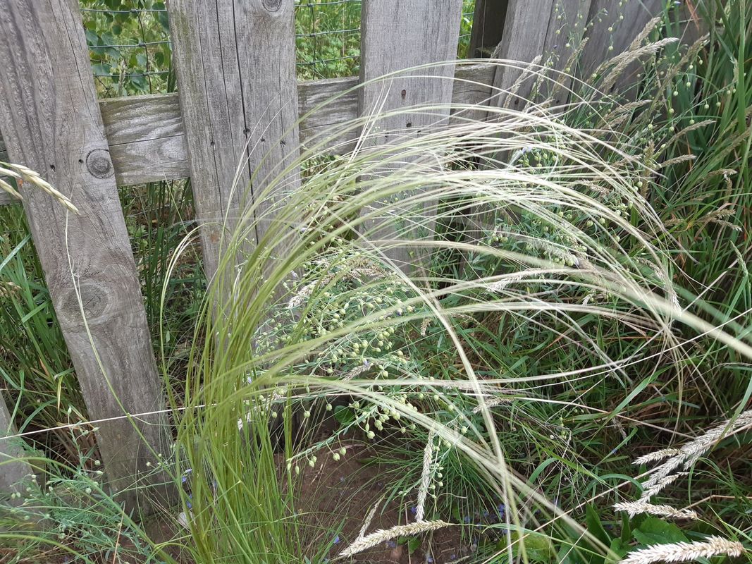 Stipa tirsa