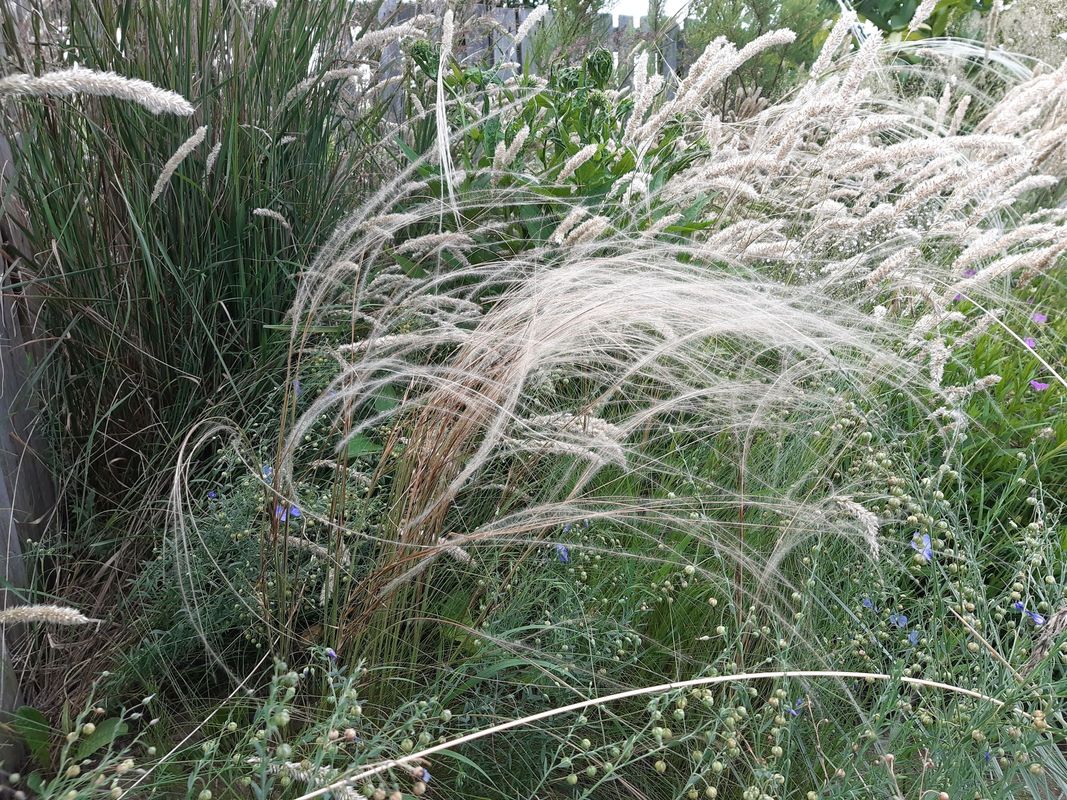 Stipa tirsa