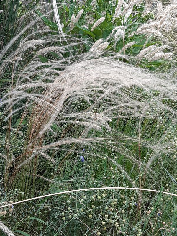 Stipa tirsa