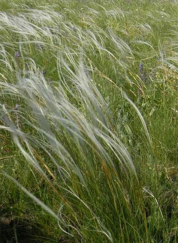 Stipa ucrainica