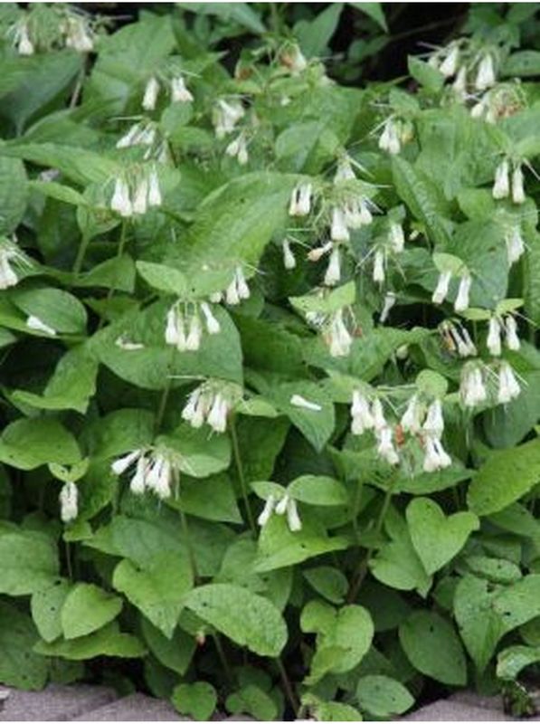 Symphytum grandiflorum