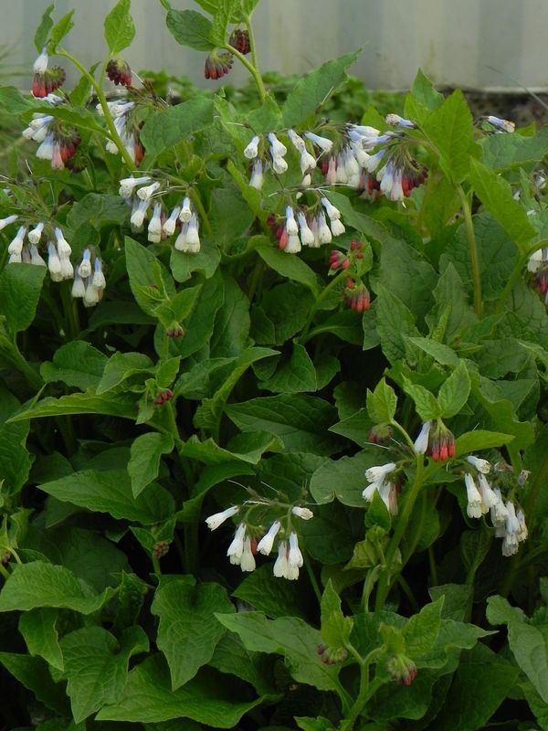 Symphytum grandiflorum ‘Hidcote Blue’