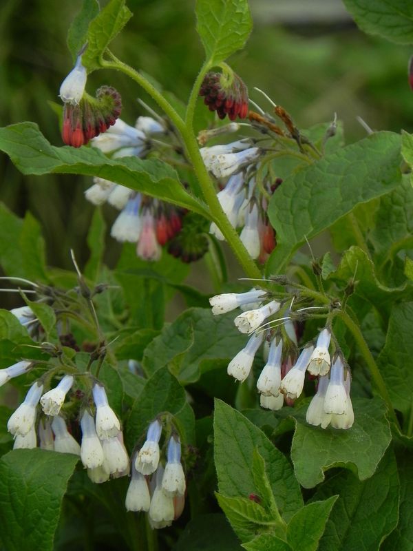 Symphytum grandiflorum ‘Hidcote Blue’