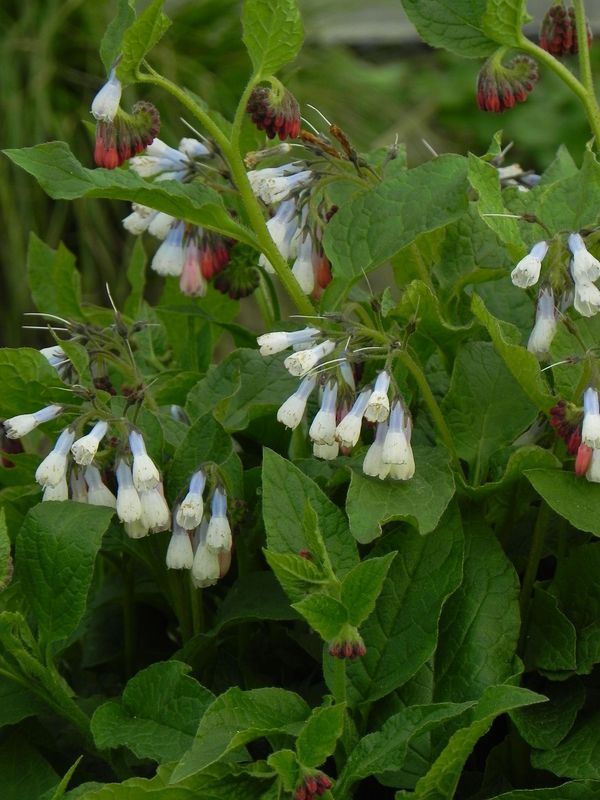Symphytum grandiflorum ‘Hidcote Blue’
