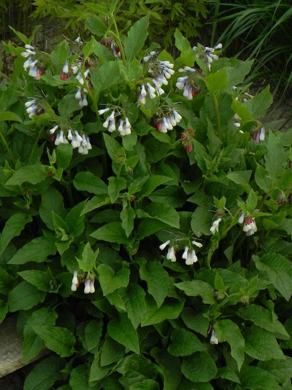 Symphytum grandiflorum ‘Hidcote Blue’