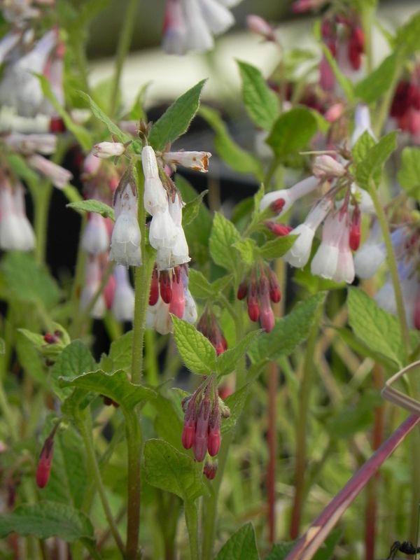 Symphytum grandiflorum ‘Hidcote Blue’