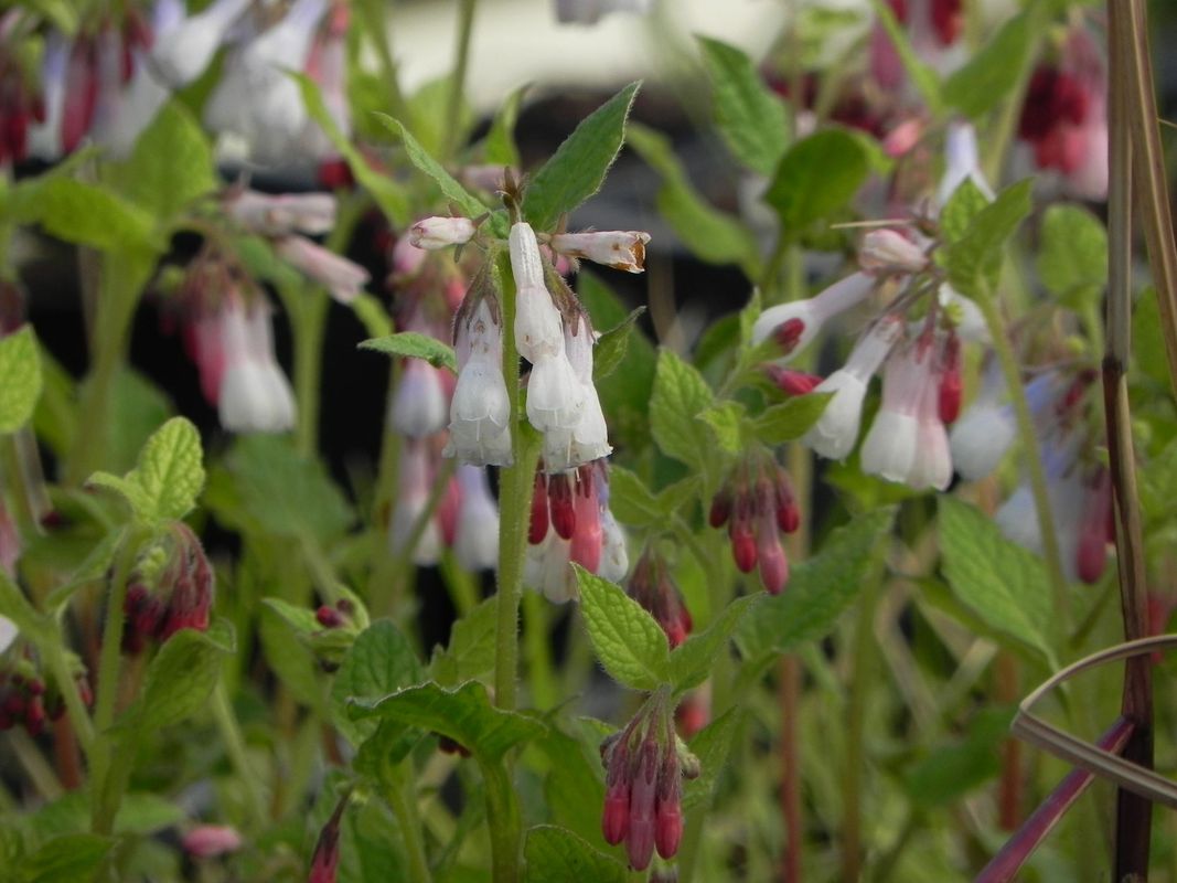Symphytum grandiflorum ‘Hidcote Blue’