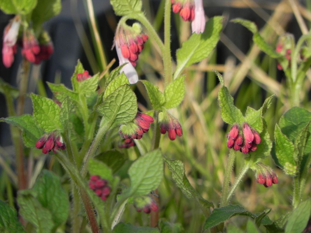 Symphytum grandiflorum ‘Hidcote Blue’