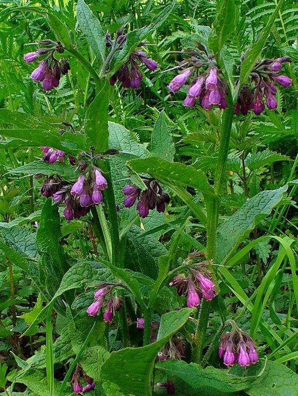 Symphytum officinalis