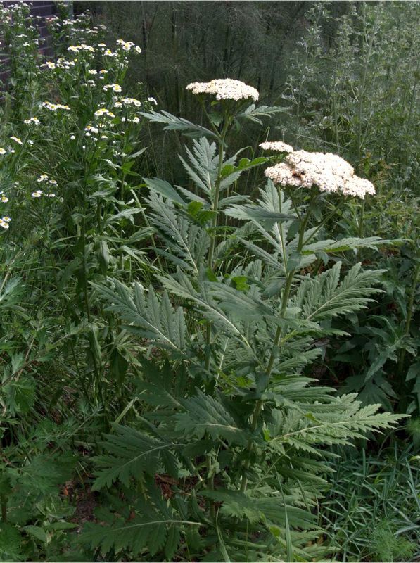 Tanacetum macrophyllum