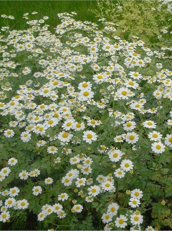 Tanacetum niveum ‘Jackpot’