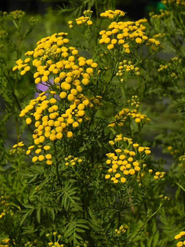 Tanacetum vulgare