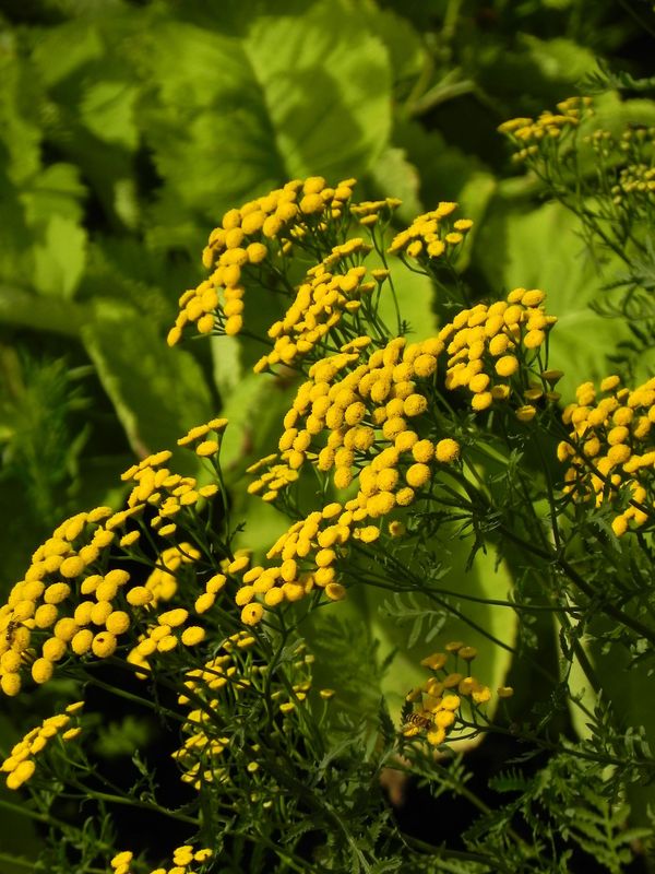 Tanacetum vulgare