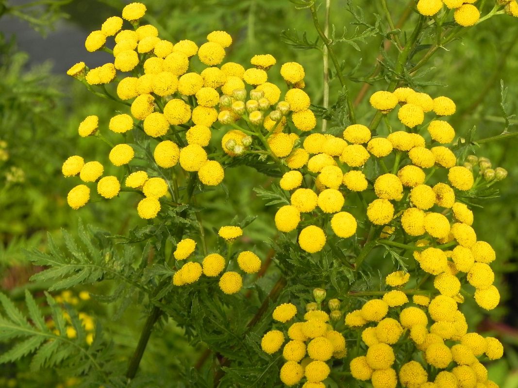 Tanacetum vulgare