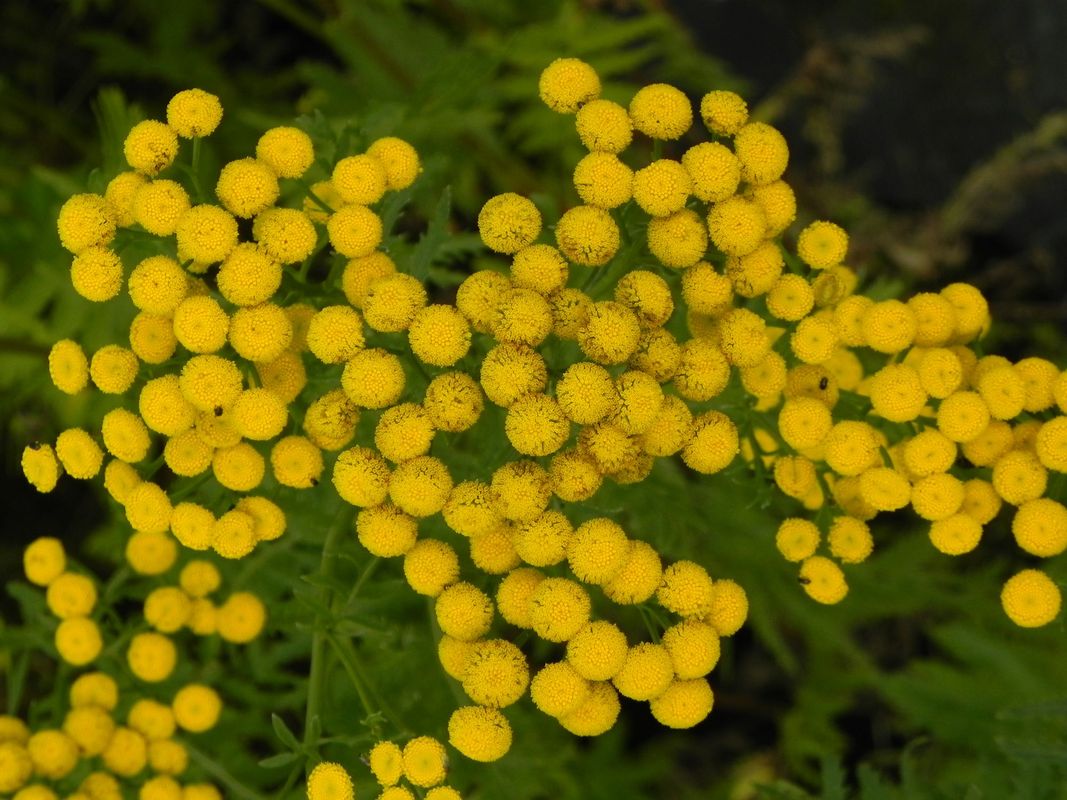 Tanacetum vulgare