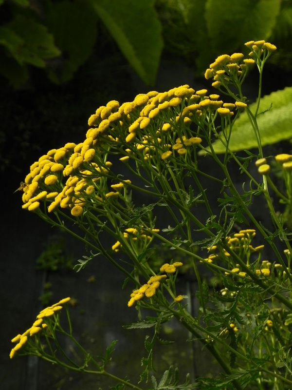 Tanacetum vulgare