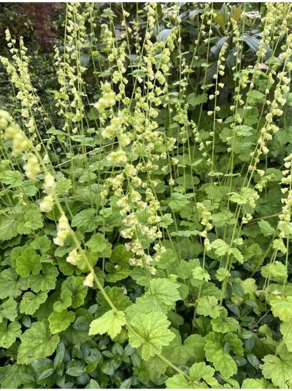 Tellima grandiflora