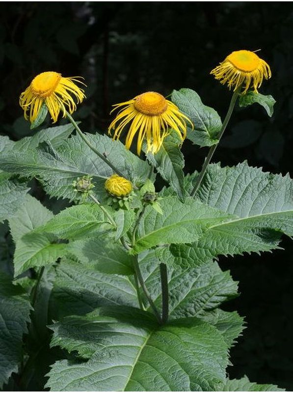 Telekia speciosa