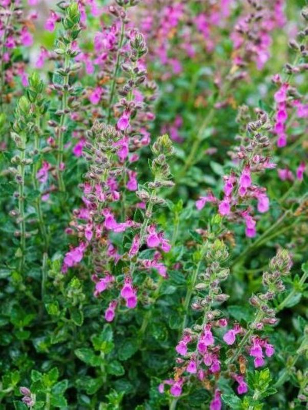 Teucrium chamaedrys