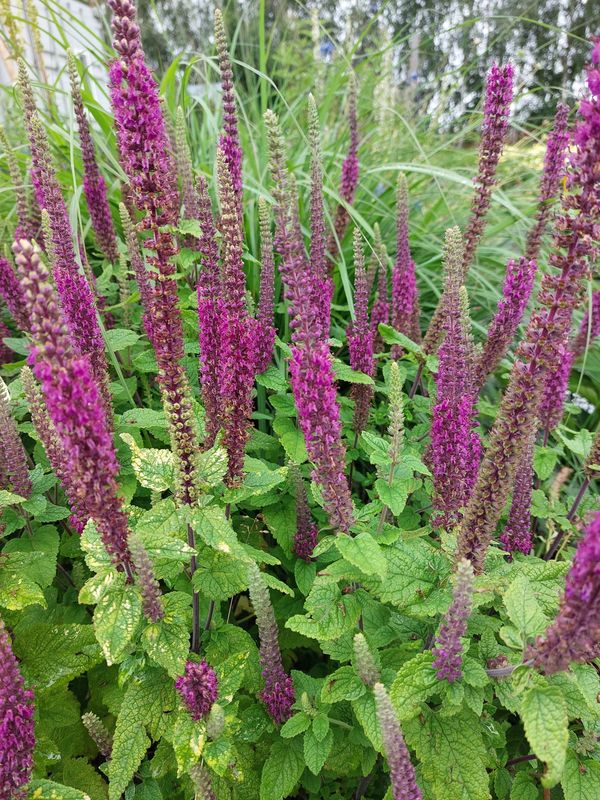 Teucrium hircanicum