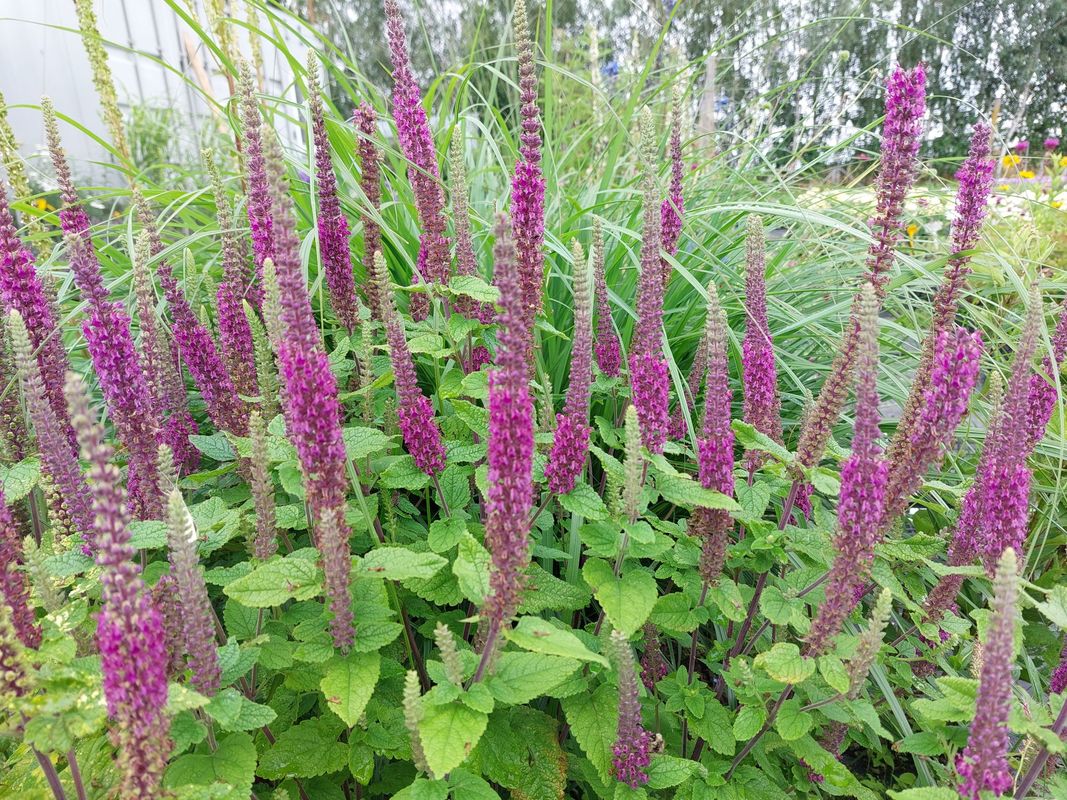 Teucrium hircanicum