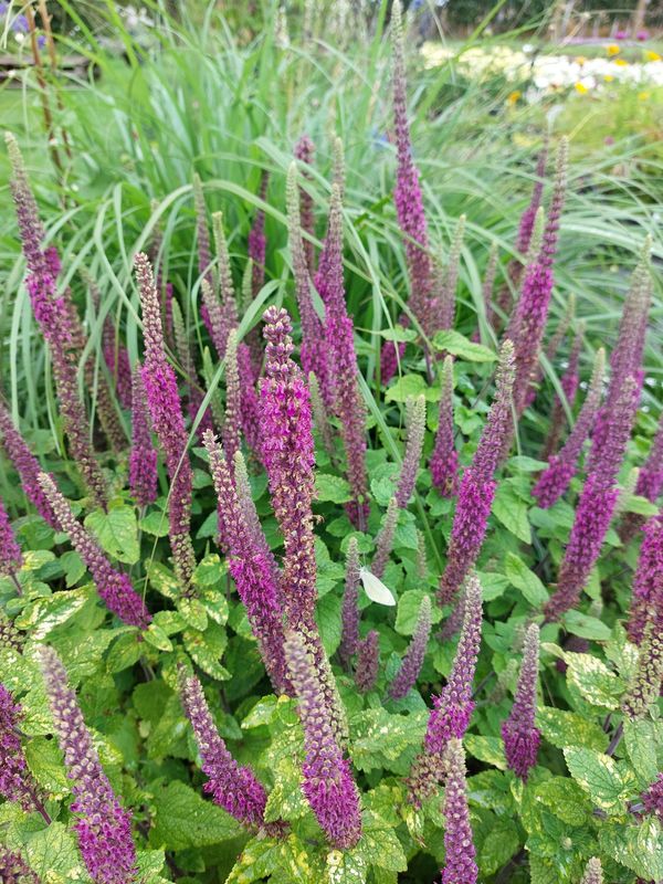 Teucrium hircanicum