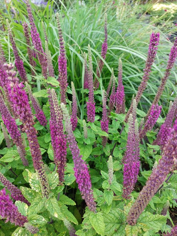 Teucrium hircanicum