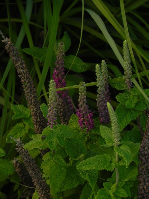 Teucrium hircanicum