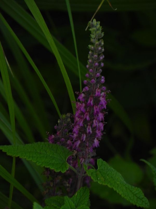 Teucrium hircanicum