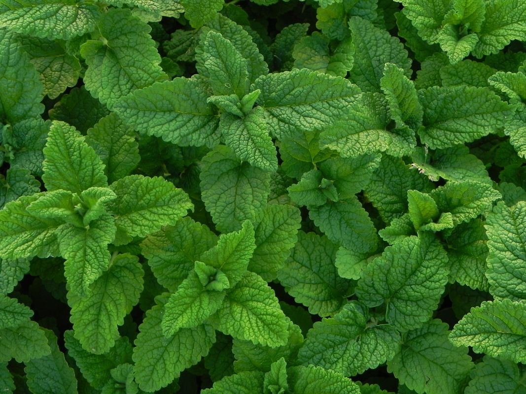 Teucrium hircanicum