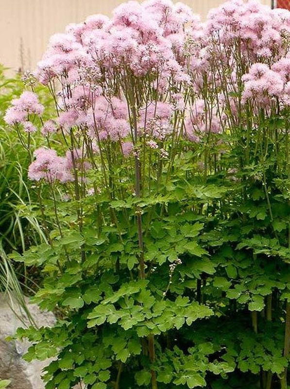 Thalictrum aquilegifolium ‘Nimbus Pink’