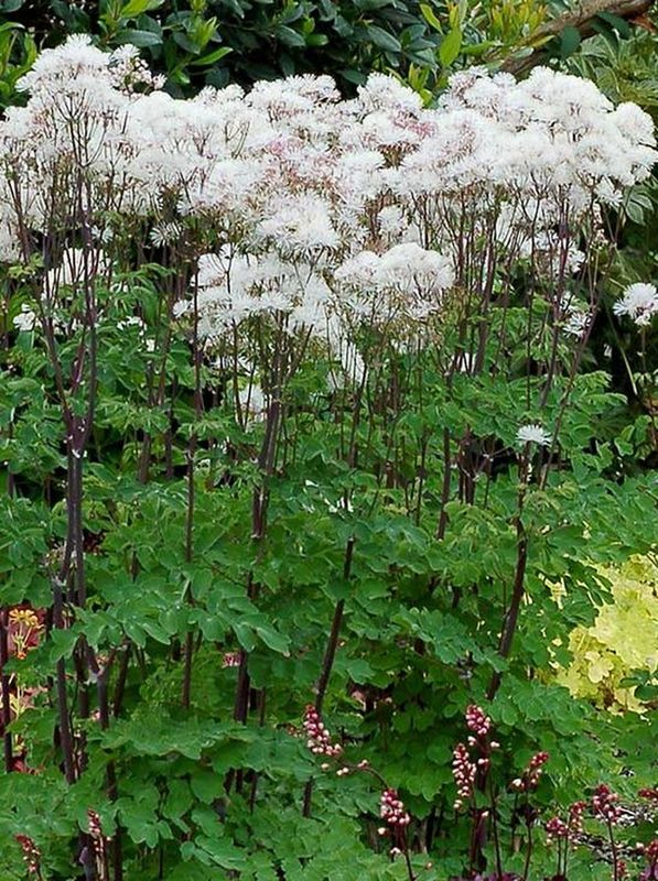 Thalictrum aquilegifolium ‘Nimbus™ White’