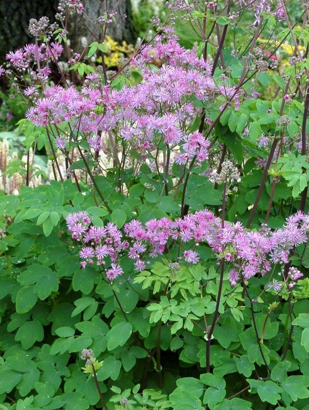 Thalictrum aquilegifolium ‘Black Stocking’