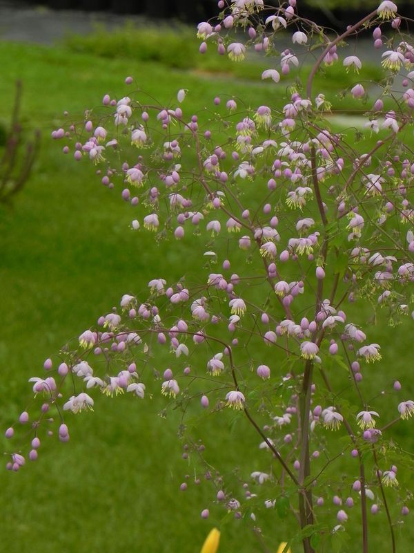 Thalictrum delavayi